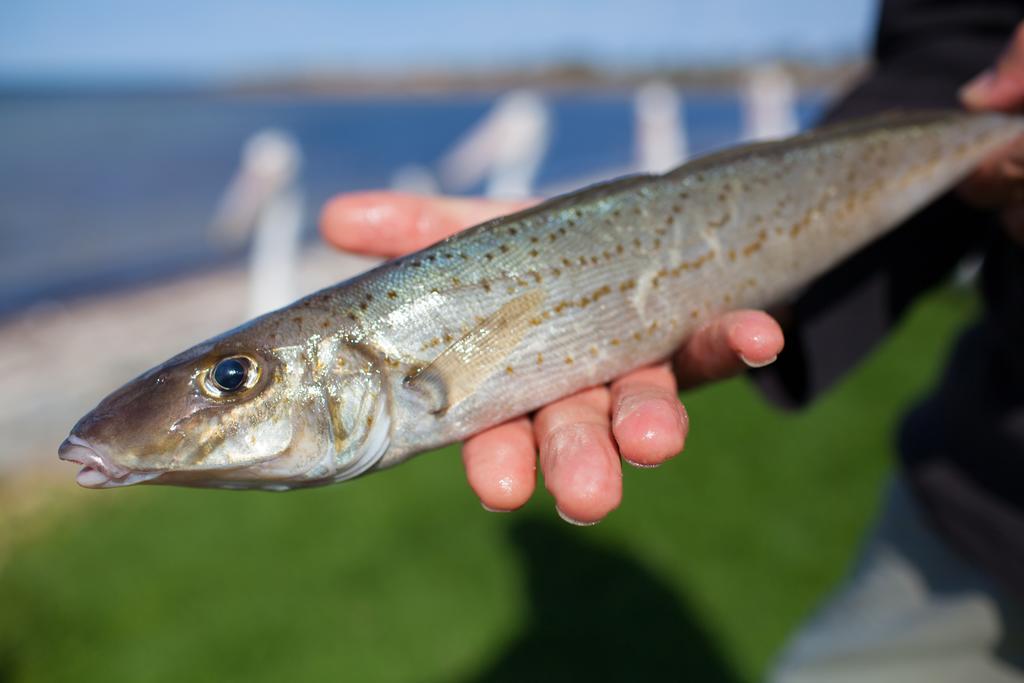 モドラズ アパートメンツ タンビー ベイ Tumby Bay エクステリア 写真
