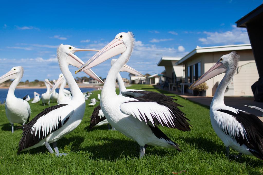 モドラズ アパートメンツ タンビー ベイ Tumby Bay エクステリア 写真